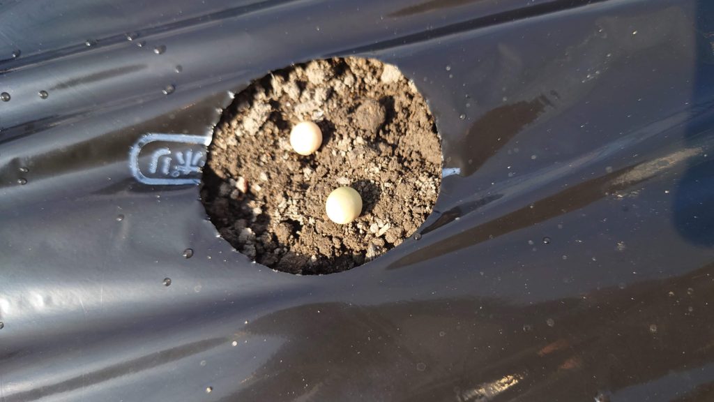 1つの穴に2粒まきます