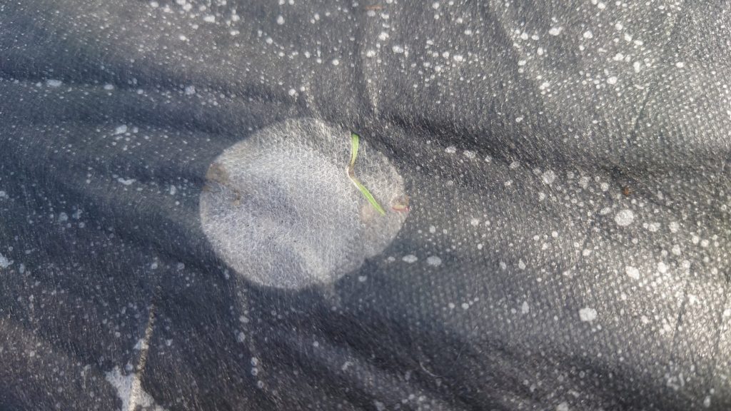 不織布の下のニンジン