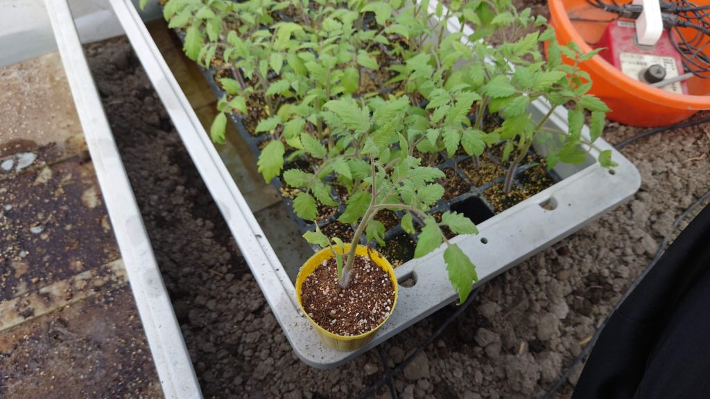プチトマトの苗を鉢上げ